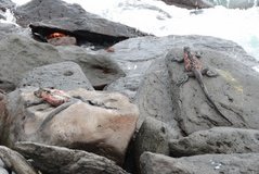 galapagoseilanden3037