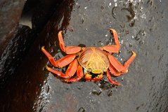 galapagoseilanden3039