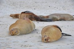 galapagoseilanden3042