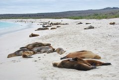 galapagoseilanden3043