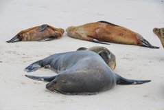 galapagoseilanden3044