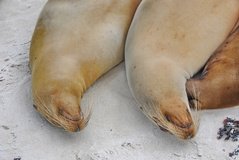 galapagoseilanden3045