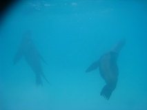 galapagoseilanden3258