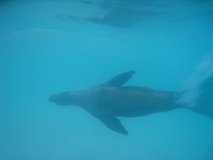 galapagoseilanden3262