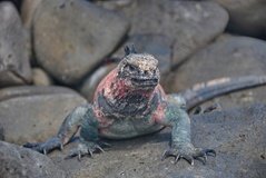 galapagoseilanden3505