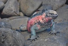 galapagoseilanden3506
