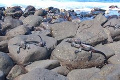 galapagoseilanden3507