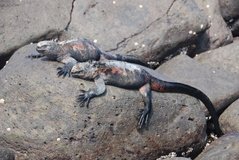 galapagoseilanden3508