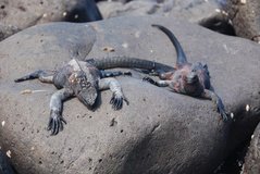 galapagoseilanden3509