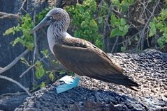 galapagoseilanden3513
