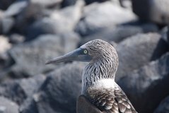 galapagoseilanden3515