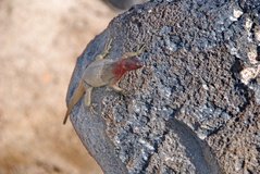 galapagoseilanden3516