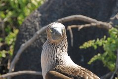 galapagoseilanden3518
