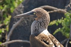galapagoseilanden3519