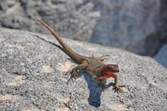 galapagoseilanden3520