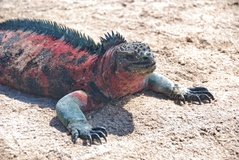 galapagoseilanden3522