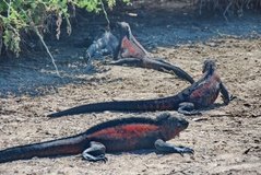 galapagoseilanden3523