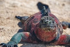 galapagoseilanden3524