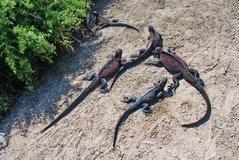 galapagoseilanden3525