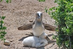 galapagoseilanden3526