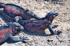 galapagoseilanden3527