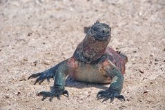 galapagoseilanden3530