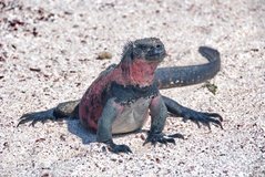 galapagoseilanden3531