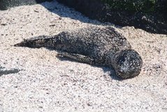 galapagoseilanden3534