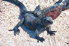 galapagoseilanden3535