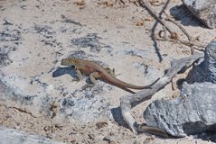 galapagoseilanden3536