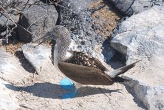 galapagoseilanden3537