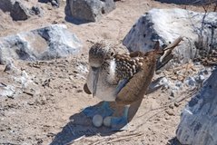galapagoseilanden3538