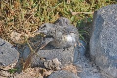 galapagoseilanden3540