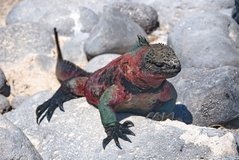 galapagoseilanden3542