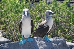 galapagoseilanden3544