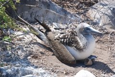 galapagoseilanden3545
