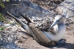 galapagoseilanden3546