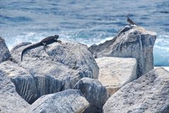 galapagoseilanden3548