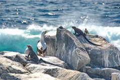 galapagoseilanden3549