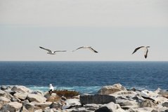 galapagoseilanden3552