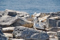 galapagoseilanden3555