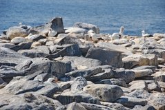 galapagoseilanden3556