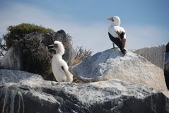 galapagoseilanden3559