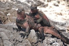 galapagoseilanden3562