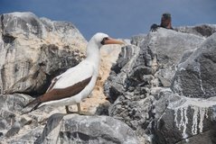 galapagoseilanden3563