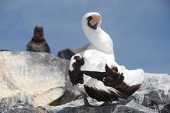 galapagoseilanden3566