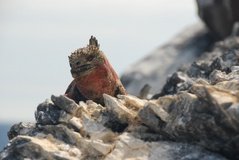 galapagoseilanden3567