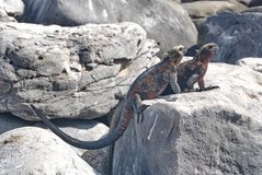 galapagoseilanden3570