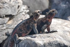 galapagoseilanden3571
