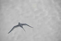 galapagoseilanden3574